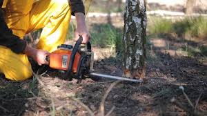 Best Tree Planting Services  in Custer, SD